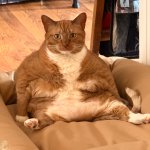 Fat cat sitting