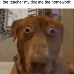 dog goes nah | the dog after seeing me holding 3 piles of paper so i could tell the teacher my dog ate the homework: | image tagged in shocked dog | made w/ Imgflip meme maker