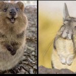 Happy Quokka Sad Viscacha