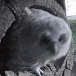 Owl looking for something GIF Template