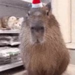 Capybara GIF Template