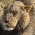 The lion does might concern himself