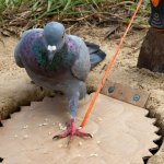 Suspicious Pidgeon Testing Ground