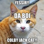 COLBY JACK CAT | Yessir!! da boi; Colby jack cat!! | image tagged in colby jack cat,remix | made w/ Imgflip meme maker