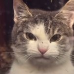 angry cat