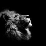 The lion’s thoughts on digital footprint | The lion doesn’t concern himself with digital footprint; Top text | image tagged in a lion doesn t concern himself | made w/ Imgflip meme maker