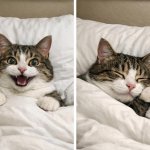 gato chistoso en la cama despierto y dormido