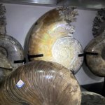 Natural Rainbow Ammonite Fossil Olecranon Conch Crystal Mineral meme