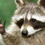 Save the Racoons.