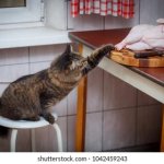 cat stealing chicken