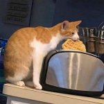 cat eat waffle