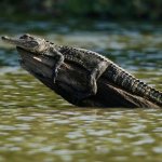 Relaxec crocodile