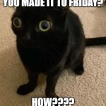 How did you make it to Friday? | You made it to Friday? HOW???? | image tagged in big eye cat,friday,friday 13th,black cat,oh no black cat | made w/ Imgflip meme maker