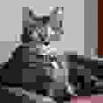 Compressed image of a Domestic Shorthair (2kb)