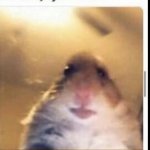 Hamster