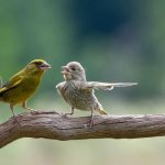 Dispute Birds
