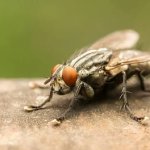 housefly
