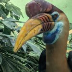Disappointed bird