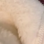 Kallie face GIF Template