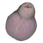 cock