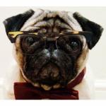 Pug With Glasses and Bowtie