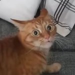 Wide eyed cat
