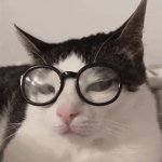 smart cat GIF Template