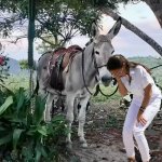 AOC cries with her pet donkey meme