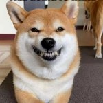 Evil Shiba