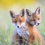 Foxed Pair