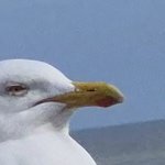 Questionable Seagull