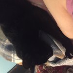 NyxTheWitch’s cat meme