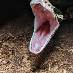 SCP-682-JP-J
