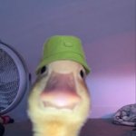 duck wid hat