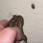 Bug eating frog