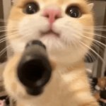 Cat gun