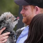 prince harry dog