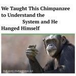 We taught this chimpanzee to understand