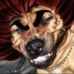 baki dog