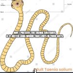 flatworm suffering | may i present the taenia solitaris, a 12-meter long worm that lives in your guts. :) | image tagged in flatworm,suffering | made w/ Imgflip meme maker
