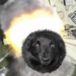 Missile Dog