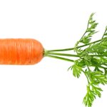 CARROT