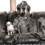 Big doge little doge