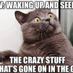 Surprised cat | POV: waking up and seeing; The crazy stuff that’s gone on in the gc | image tagged in surprised cat | made w/ Imgflip meme maker