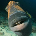 Ugly Fish Facing Front