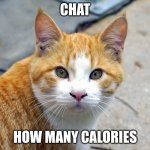 COLBY JACK CAT | Chat; how many calories | image tagged in colby jack cat | made w/ Imgflip meme maker