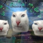 Choose wisely cats