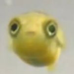 Staring fish