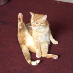 Hand-up cat