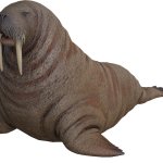 Walrus
